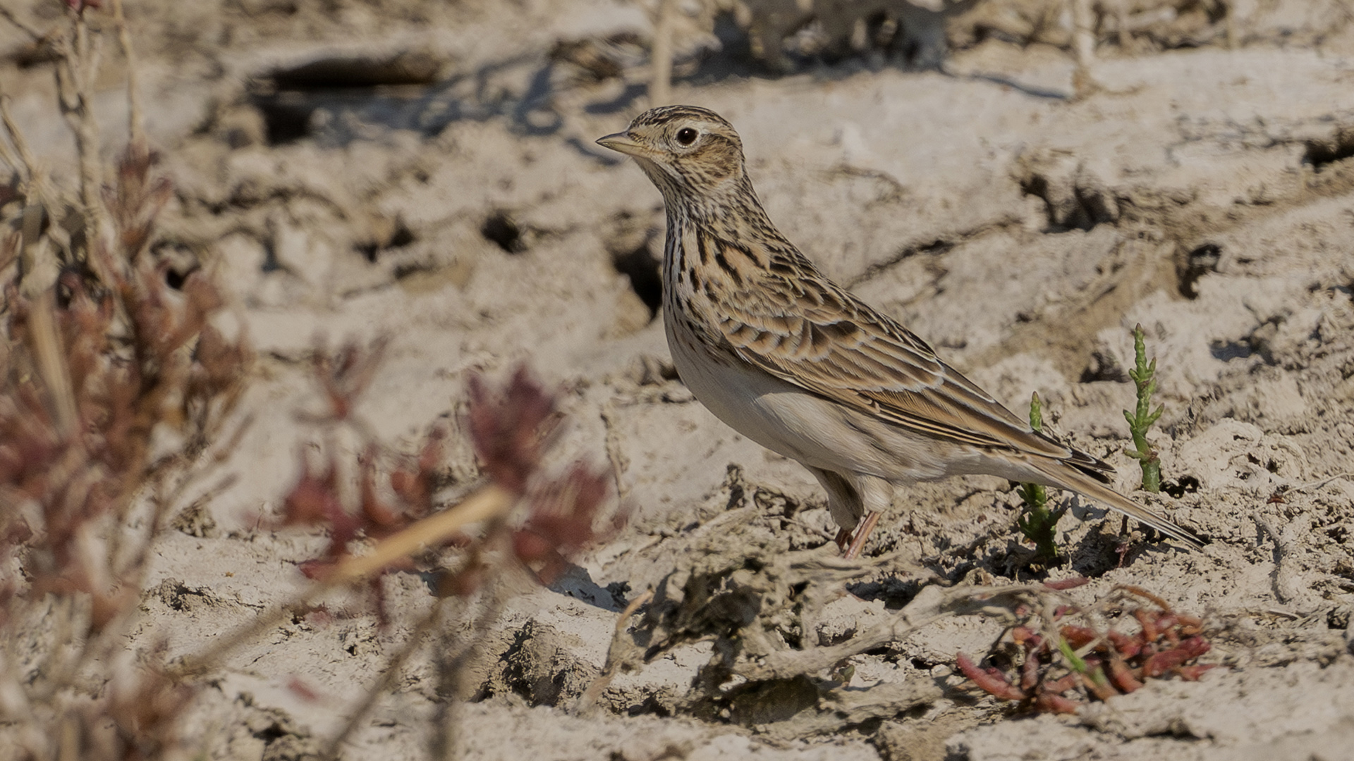Eurasian Skylark